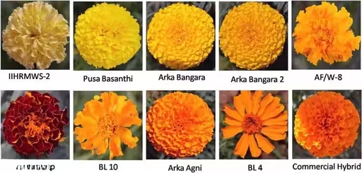 10 Varieties Mixed Marigold Flower Seeds Pack, 200 Seeds | Garden Seeds for Pots, Landscaping & Easy Growing image 1