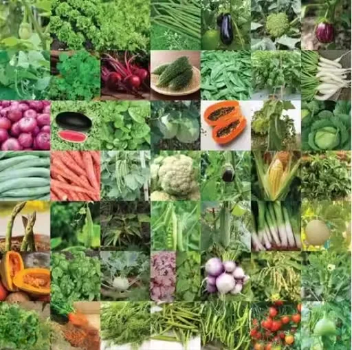 Vegetable Seeds 45 Varieties Pack India | Mixed Garden Seeds Collection | High Germination Seeds for Indoor Outdoor Kitchen Garden | Best Seasonal Vegetable Seeds image 1