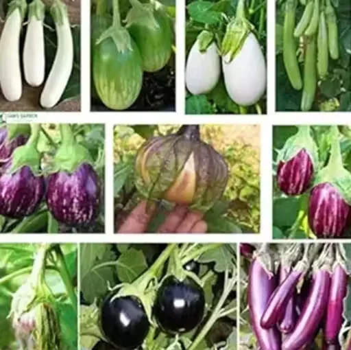 Brinjal 10 Varieties Premium Seeds | 20g Multipack for Indoor & Outdoor Gardening image 1