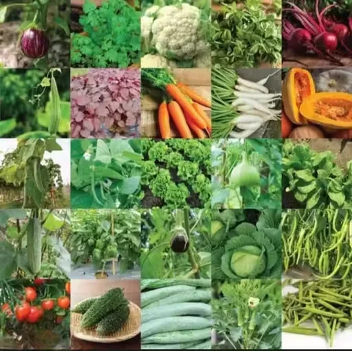 25 Variety Vegetable Seeds Combo Pack for Home Kitchen Garden Terrace Balcony Gardening Multipack High Germination Indian Vegetable Seed Collection image 1