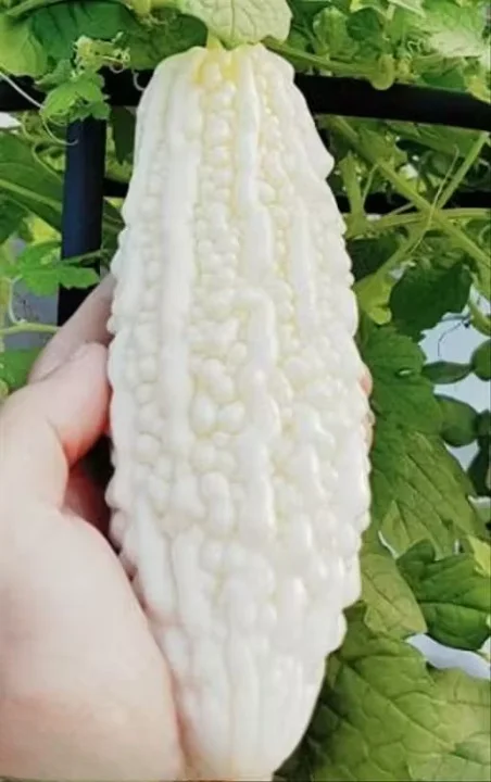 Bittergourd 50+ F1 Hybrid Premium Quality Seeds for Indoor |Outdoor Gardening, High Yield Confirmed Vegetable Seeds image 1