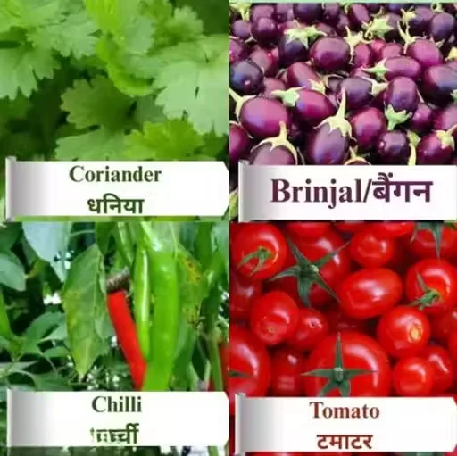 Coriander, Brinjal, Chilli & Tomato Vegetable Seeds Combo |200 Seeds Each for Home, Terrace & Kitchen Gardening, High Germination Multipack image 1
