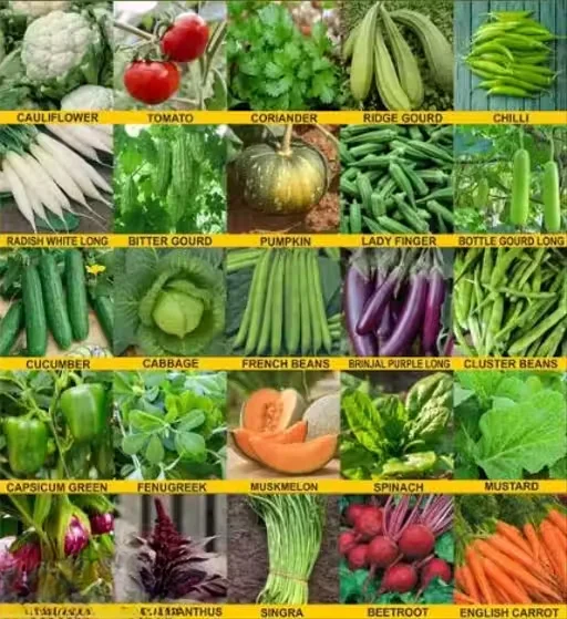 25 Vegetable Seeds Combo Pack for Home Gardening Indoor Outdoor with High Germination Indian Kitchen Garden Seasonal Veg Seeds Multipack image 1
