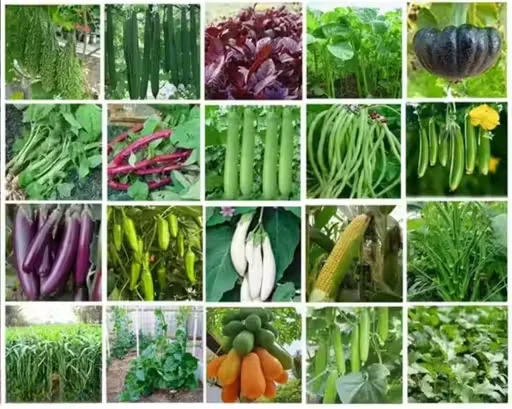 Green 20 Vegetable Varieties Seeds |20 Seeds Per Packet for Indoor |Terrace & Kitchen Gardening| High Germination Multipack image 1