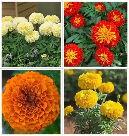 4 Marigold Flower Seeds Combo Pack for Indian Garden | Easy-to-Grow Decorative Marigold Varieties in Orange Yellow Red | Flowering Plants for Pots, Balcony & Garden image 1