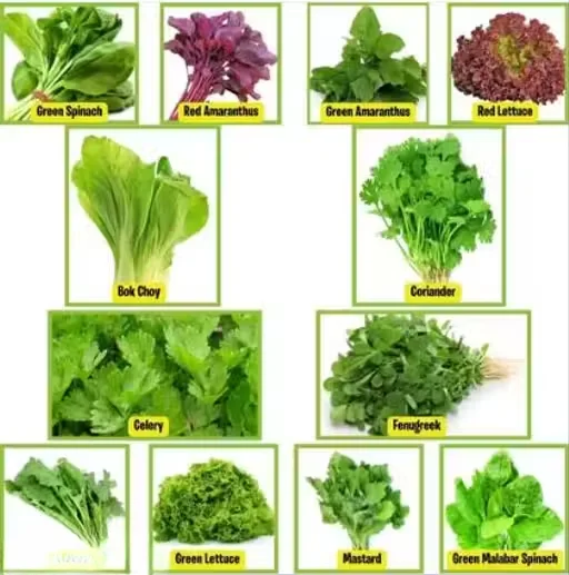 Green Leaf Vegetable Seeds 10 Gram Pack | Indoor & Outdoor Easy-to-Grow Multipack Seeds for Indian Garden| Pots, Balcony & Home Gardening image 1