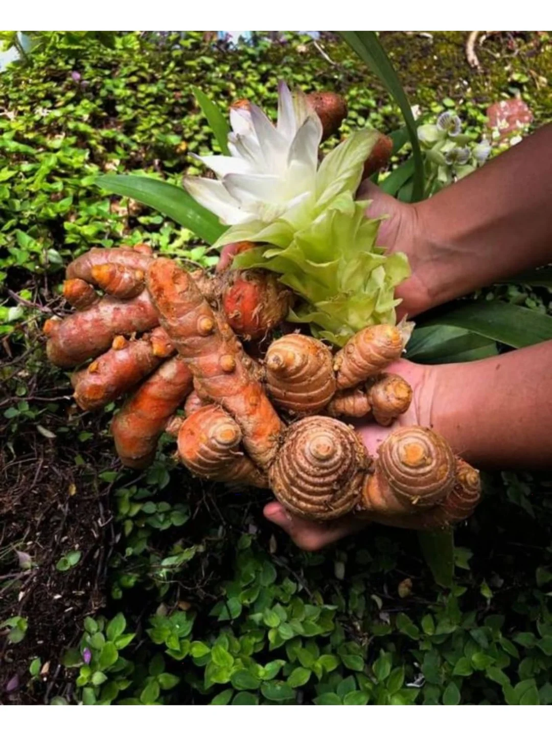 Raw Turmeric Organic Fresh Curcuma Root for Indian Cooking Natural Antioxidant Anti-Inflammatory Spice Powder Ingredient image 2