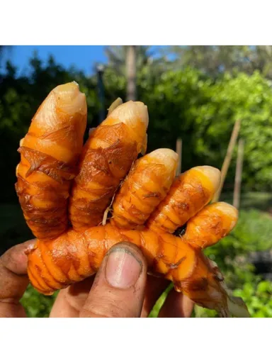  Raw Turmeric  Organic Fresh Curcuma Root for Indian Cooking Natural Antioxidant Anti-Inflammatory Spice Powder Ingredient thumbnail 2