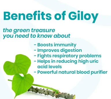 SHPL Ayurvedic Giloy Tablets 60 Veg Tablets Tinospora Cordifolia Immunity Booster Fever Support Detox Daily Wellness Herbal Supplement Natural Antioxidant Ayurvedic Herb for Adults thumbnail 2