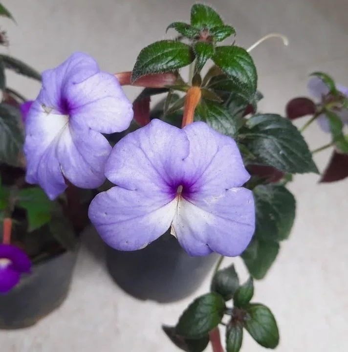 Blue Clitoria Ternatea Butterfly Pea Flower Plant Live Garden Plant Natural Herbal Flowering Plant for Home Garden Terrace Gardening Ayurvedic Medicinal Plant image 2