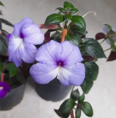 Blue Clitoria Ternatea Butterfly Pea Flower Plant Live Garden Plant Natural Herbal Flowering Plant for Home Garden Terrace Gardening Ayurvedic Medicinal Plant thumbnail 1