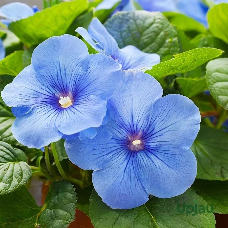 Blue Clitoria Ternatea Butterfly Pea Flower Plant Live Garden Plant Natural Herbal Flowering Plant for Home Garden Terrace Gardening Ayurvedic Medicinal Plant image 1