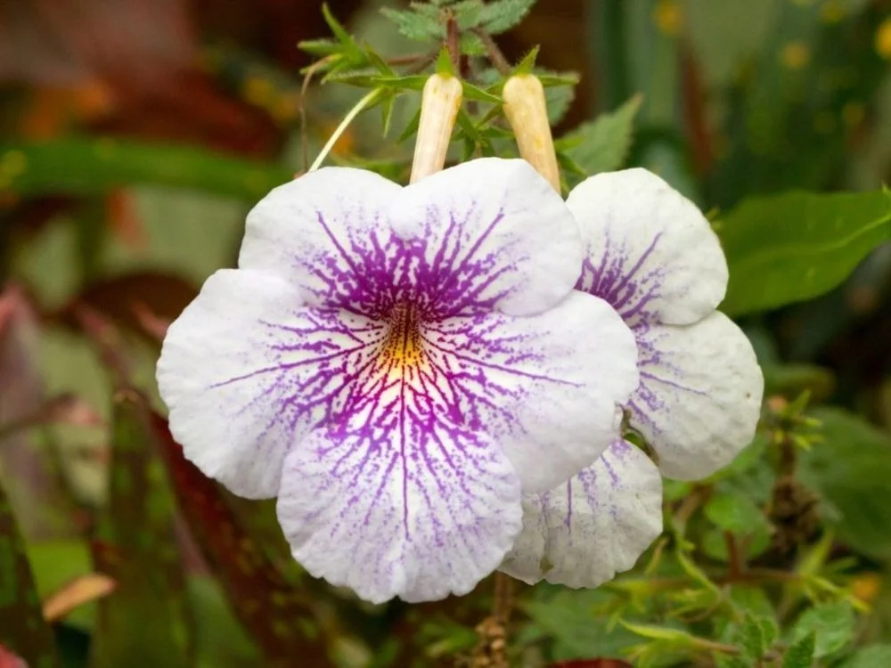 White Achimenes Flower Bulbs Rare Tropical Gesneriad Indoor Flowering Plant Bulb for Garden Pots Balcony Decoration Ornamental Blooming Plant Bulb India image 2