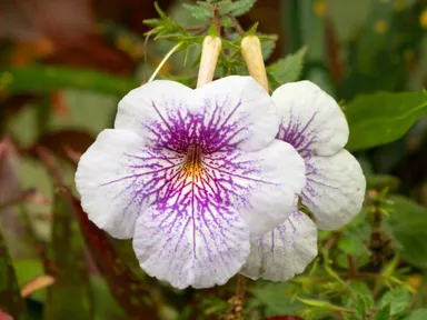 White Achimenes Flower Bulbs Rare Tropical Gesneriad Indoor Flowering Plant Bulb for Garden Pots Balcony Decoration Ornamental Blooming Plant Bulb India thumbnail 1