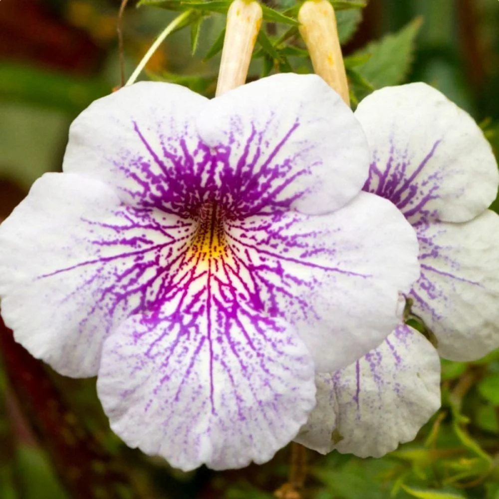 White Achimenes Flower Bulbs Rare Tropical Gesneriad Indoor Flowering Plant Bulb for Garden Pots Balcony Decoration Ornamental Blooming Plant Bulb India image 1