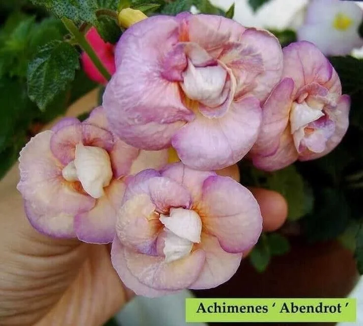Double Petal Pink Hibiscus Flower Plant Hibiscus Rosa Sinensis Ornamental Garden Flowering Plant Live Hibiscus Plant for Home Garden Balcony Terrace Landscaping Decorative Flower Plant India image 2