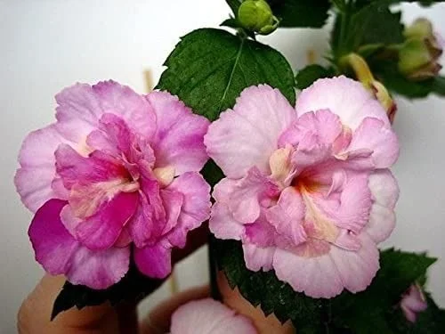 Double Petal Pink Hibiscus Flower Plant Hibiscus Rosa Sinensis Ornamental Garden Flowering Plant Live Hibiscus Plant for Home Garden Balcony Terrace Landscaping Decorative Flower Plant India image 1