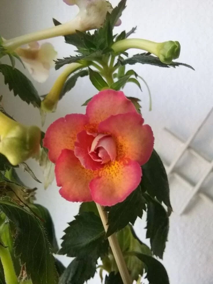 Adenium Desert Rose Live Flowering Plant Pink Yellow Double Shade Hybrid Adenium Obesum Grafted Succulent Bonsai Caudex Plant for Home Garden Balcony Outdoor Ornamental Flower Plant India image 2