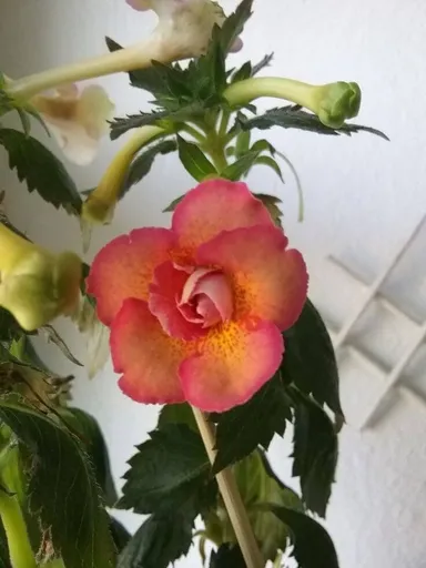 Adenium Desert Rose Live Flowering Plant Pink Yellow Double Shade Hybrid Adenium Obesum Grafted Succulent Bonsai Caudex Plant for Home Garden Balcony Outdoor Ornamental Flower Plant India thumbnail 1
