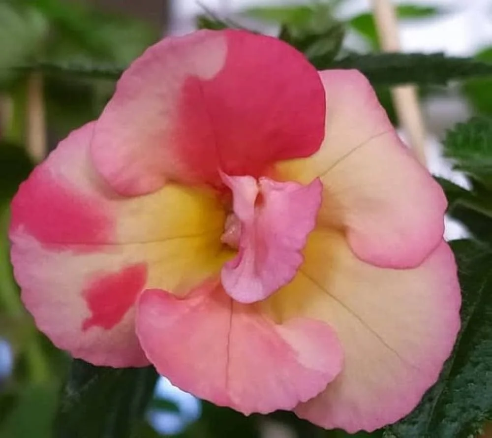 Adenium Desert Rose Live Flowering Plant Pink Yellow Double Shade Hybrid Adenium Obesum Grafted Succulent Bonsai Caudex Plant for Home Garden Balcony Outdoor Ornamental Flower Plant India image 1