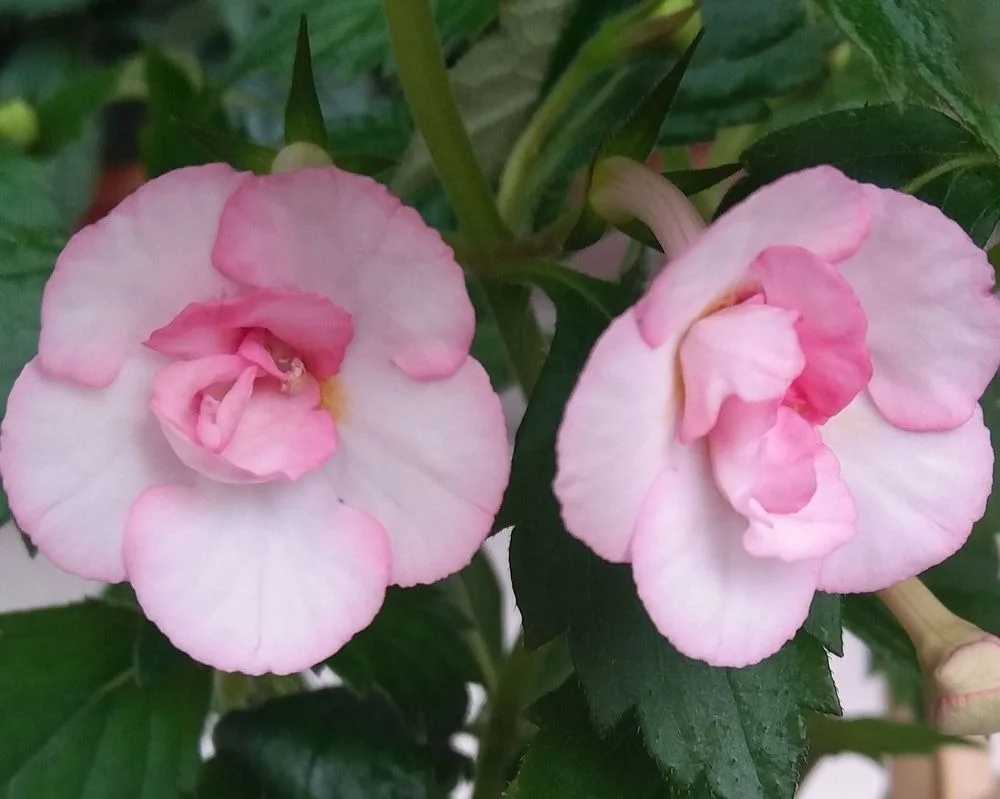 Achimenes Tamara Khorkina Rare Flowering Rhizome Plant Bulb Indoor Ornamental Flower Plant Pink White Double Bloom Summer Flowering Garden Pot Plant image 2