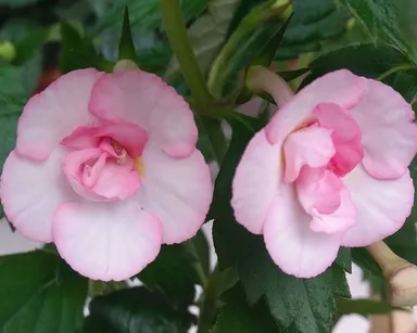 Achimenes Tamara Khorkina Rare Flowering Rhizome Plant Bulb Indoor Ornamental Flower Plant Pink White Double Bloom Summer Flowering Garden Pot Plant thumbnail 1