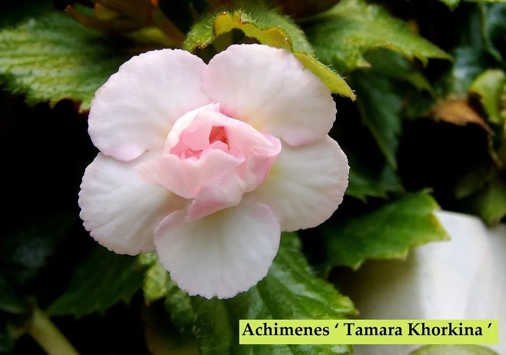 Achimenes Tamara Khorkina Rare Flowering Rhizome Plant Bulb Indoor Ornamental Flower Plant Pink White Double Bloom Summer Flowering Garden Pot Plant image 1