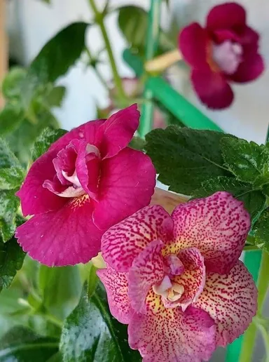 Achimenes WineHouse Rare Flowering Plant Bulb Tuber for Home Garden Exotic Purple Magenta Achimenes Flower Plant Indoor Outdoor Shade Garden Ornamental Plant India thumbnail 1