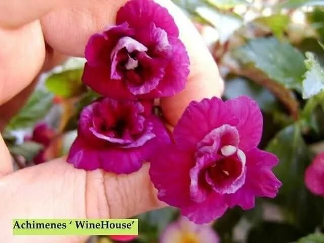 Achimenes WineHouse Rare Flowering Plant Bulb Tuber for Home Garden Exotic Purple Magenta Achimenes Flower Plant Indoor Outdoor Shade Garden Ornamental Plant India image 1