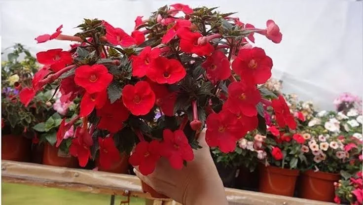 Red Mandevilla Flowering Live Plant for Home Garden Balcony Decor Tropical Climbing Vine Plant Outdoor Ornamental Flower Plant for Pots Trellis Landscaping image 2
