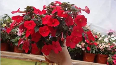 Red Mandevilla Flowering Live Plant for Home Garden Balcony Decor Tropical Climbing Vine Plant Outdoor Ornamental Flower Plant for Pots Trellis Landscaping thumbnail 1