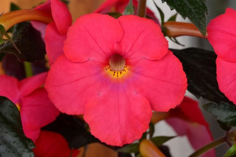 Red Mandevilla Flowering Live Plant for Home Garden Balcony Decor Tropical Climbing Vine Plant Outdoor Ornamental Flower Plant for Pots Trellis Landscaping image 1