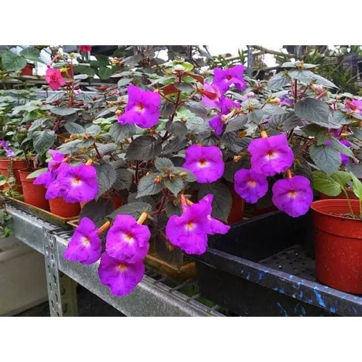 Pink Oxalis Flower Live Plant for Home Garden Balcony Pot Landscaping | Purple Shamrock Ornamental Perennial Flowering Plant for Terrace Garden Decoration image 2