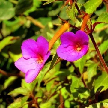 Pink Oxalis Flower Live Plant for Home Garden Balcony Pot Landscaping | Purple Shamrock Ornamental Perennial Flowering Plant for Terrace Garden Decoration image 1