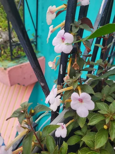 White Sadabahar Flower Plant Live Catharanthus Roseus Madagascar Periwinkle Vinca Plant Outdoor Garden Flowering Plant Medicinal Ornamental Plant for Home Garden Pots Balcony Landscaping thumbnail 1