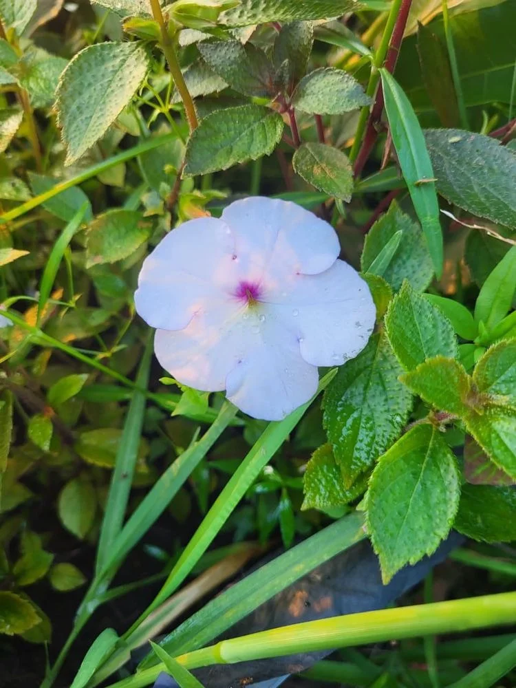 White Sadabahar Flower Plant Live Catharanthus Roseus Madagascar Periwinkle Vinca Plant Outdoor Garden Flowering Plant Medicinal Ornamental Plant for Home Garden Pots Balcony Landscaping image 1
