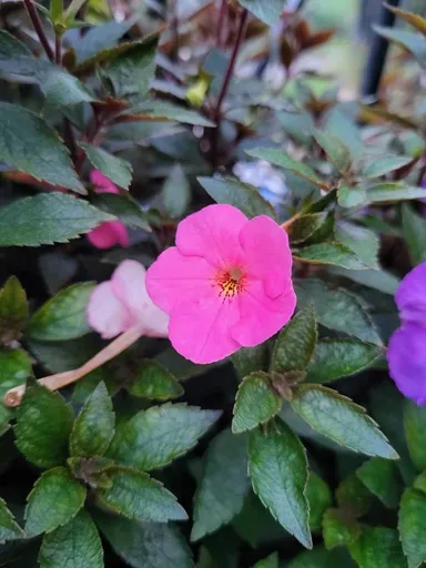 Pink Achimenes Flowering Plant Live Ornamental Indoor Outdoor Garden Plant Cupid’s Bower Hot Water Plant Pink Blooming Perennial Decorative Flower Plant for Home Balcony Garden thumbnail 1