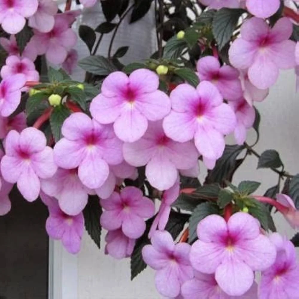 Pink Achimenes Flowering Plant Live Ornamental Indoor Outdoor Garden Plant Cupid’s Bower Hot Water Plant Pink Blooming Perennial Decorative Flower Plant for Home Balcony Garden image 1