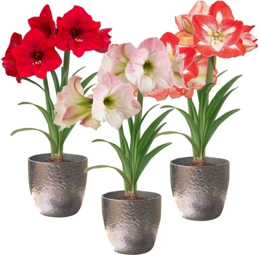 Amaryllis Mixed Flower Bulbs for Home Garden Planting Large Bloom Hippeastrum Bulb Pack for Balcony Garden Pots Indoor Outdoor Flowering Plants India image 2
