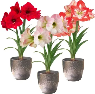 Amaryllis Mixed Flower Bulbs for Home Garden Planting Large Bloom Hippeastrum Bulb Pack for Balcony Garden Pots Indoor Outdoor Flowering Plants India thumbnail 1