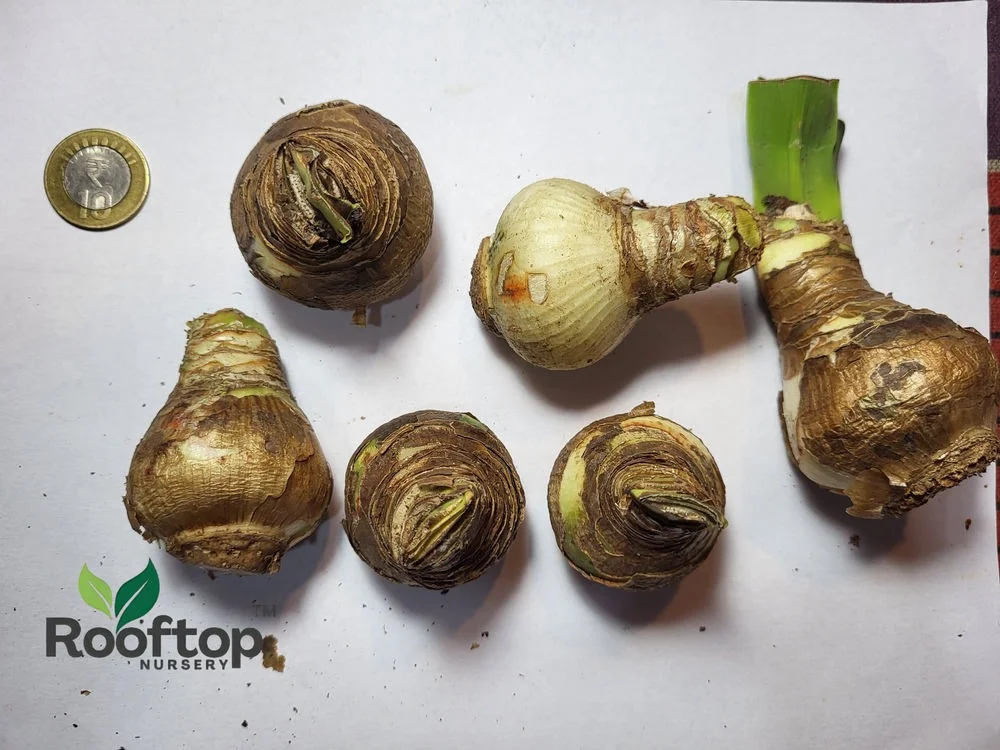 Amaryllis Mixed Flower Bulbs for Home Garden Planting Large Bloom Hippeastrum Bulb Pack for Balcony Garden Pots Indoor Outdoor Flowering Plants India image 3