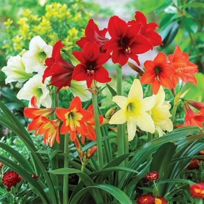 Amaryllis Mixed Flower Bulbs for Home Garden Planting Large Bloom Hippeastrum Bulb Pack for Balcony Garden Pots Indoor Outdoor Flowering Plants India image 1