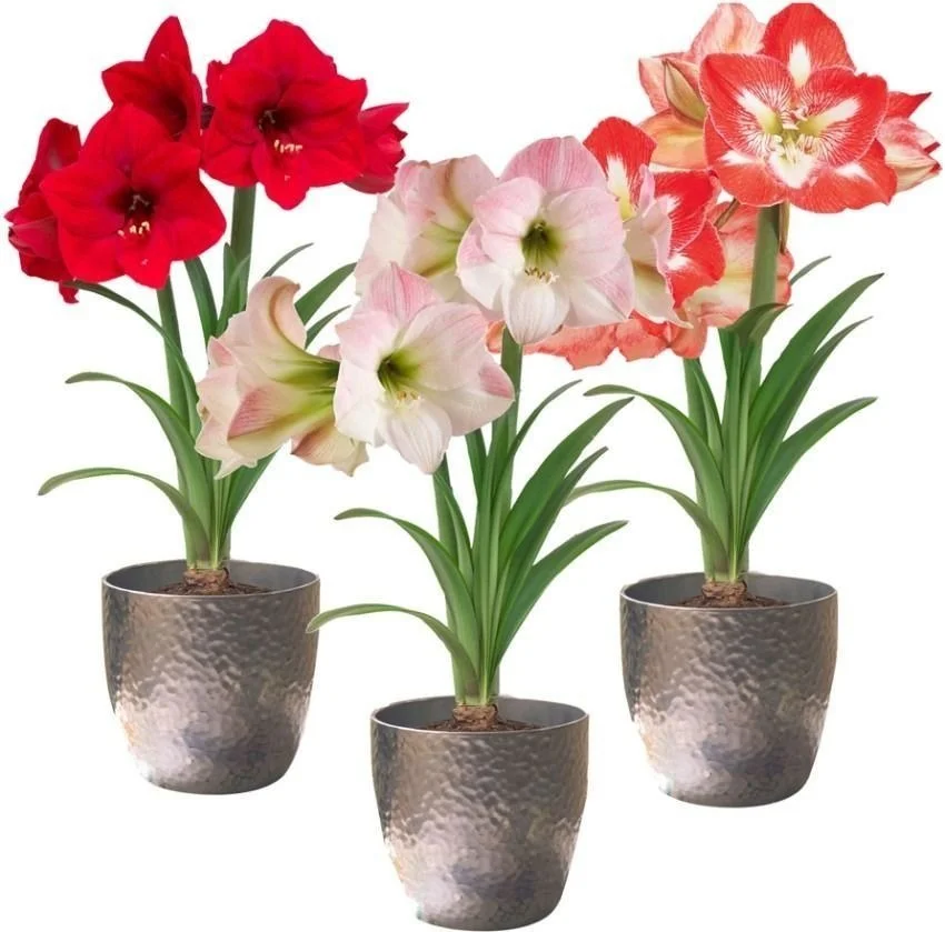 Red and White Amaryllis Flower Bulb for Home Garden Large Blooming Hippeastrum Plant Bulbs Indoor Outdoor Decorative Flowering Bulbs for Winter Garden Pots Landscaping India image 2