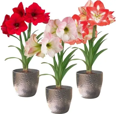 Red and White Amaryllis Flower Bulb for Home Garden Large Blooming Hippeastrum Plant Bulbs Indoor Outdoor Decorative Flowering Bulbs for Winter Garden Pots Landscaping India thumbnail 1