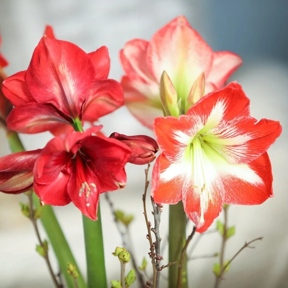 Red and White Amaryllis Flower Bulb for Home Garden Large Blooming Hippeastrum Plant Bulbs Indoor Outdoor Decorative Flowering Bulbs for Winter Garden Pots Landscaping India image 1