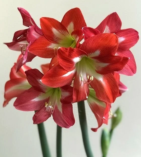 Red Amaryllis Hippeastrum Flower Bulb for Home Garden Large Blooming Indoor Outdoor Ornamental Lily Bulb Winter Flowering Decorative Garden Plant Bulbs India image 2