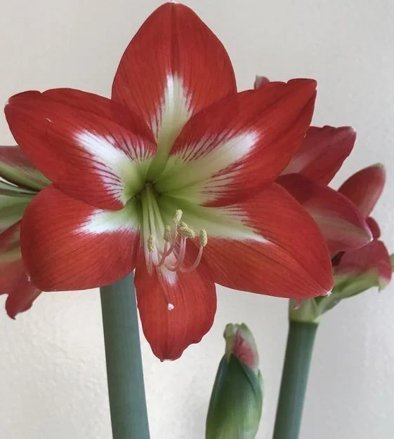 Red Amaryllis Hippeastrum Flower Bulb for Home Garden Large Blooming Indoor Outdoor Ornamental Lily Bulb Winter Flowering Decorative Garden Plant Bulbs India image 1
