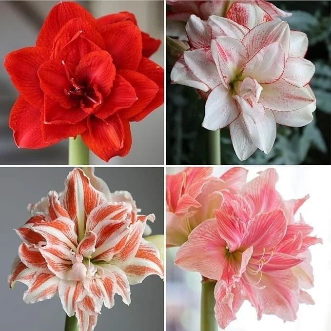 Premium Amaryllis Flower Bulbs Mixed Colours Red Pink White Double Petal Indoor Outdoor Winter Blooming Garden Bulb for Home Garden Balcony Pots Decorative Flowering Plant Bulbs India image 3