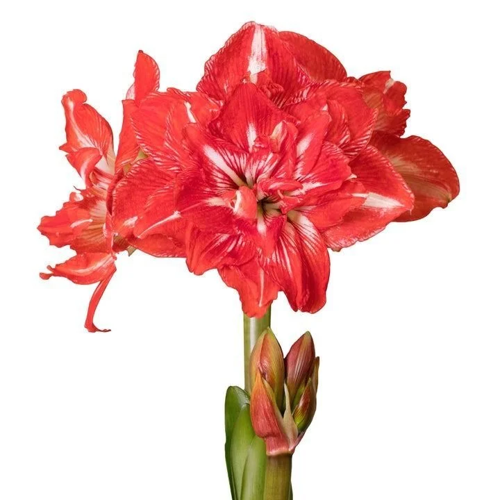 Red Double Amaryllis Flower Bulb Hippeastrum Large Blooming Indoor Outdoor Garden Plant Bulb Winter Flowering Decorative Ornamental Bulb for Home Garden Pots Landscaping image 1