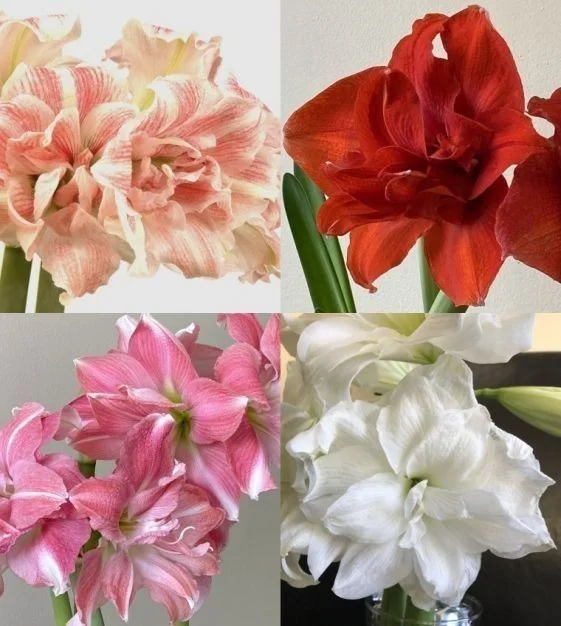 Red Amaryllis Flower Bulb Large Size Indoor Outdoor Blooming Plant Bulb for Home Garden Decoration Winter Flowering Hippeastrum Bulb Easy Grow Ornamental Flower Plant Bulb India image 2
